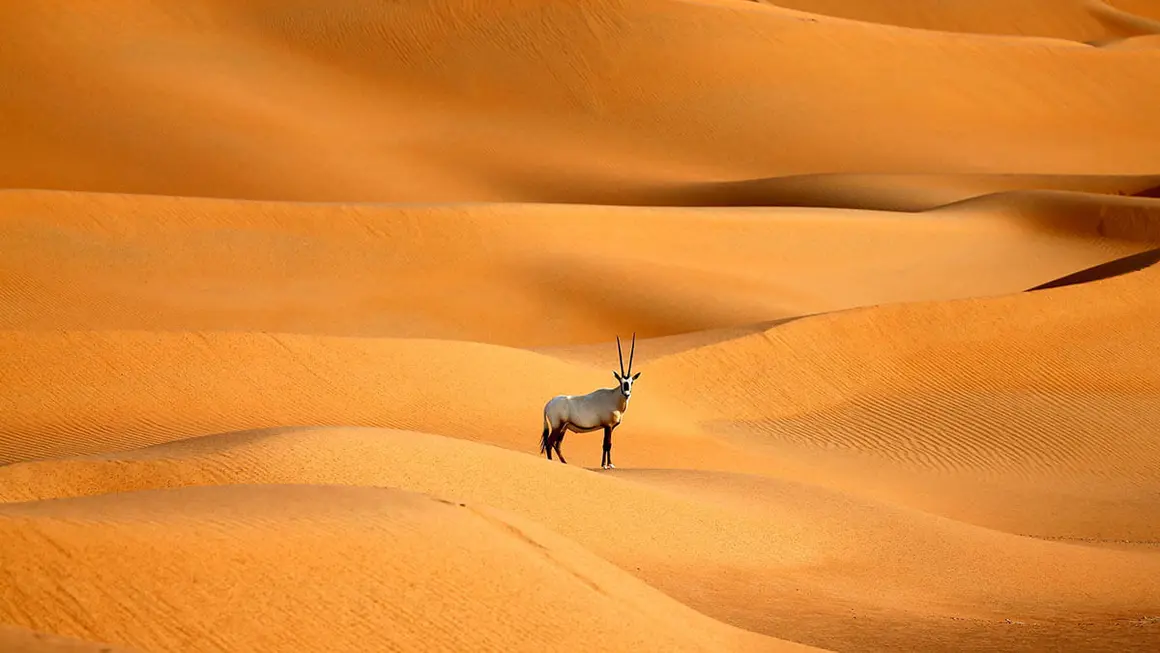 El sultanato del Golfo de Omán busca crearse un nuevo nicho en el ecoturismo abriendo un santuario para una de las criaturas más legendarias del desierto: el órix árabe - AFP/ KARIM SAHIB