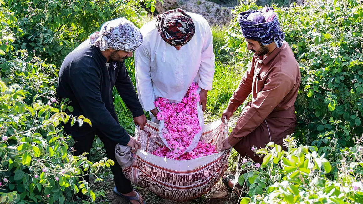 Hombres cosechan rosas en un campo en Jebel Akhdar (montaña verde) en la gobernación de Al-Dakhiliyah en el norte de Omán, durante la temporada de cosecha de rosas - AFP/ HAITHAM AL-SHUKAIRI