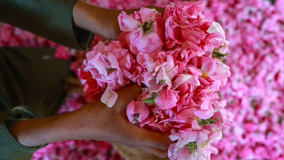 Un niño sostiene un ramo de rosas en Jebel Akhdar (montaña verde) en la gobernación de Al-Dakhiliyah en el norte de Omán, durante la temporada de cosecha de rosas - AFP/ HAITHAM AL-SHUKAIRI