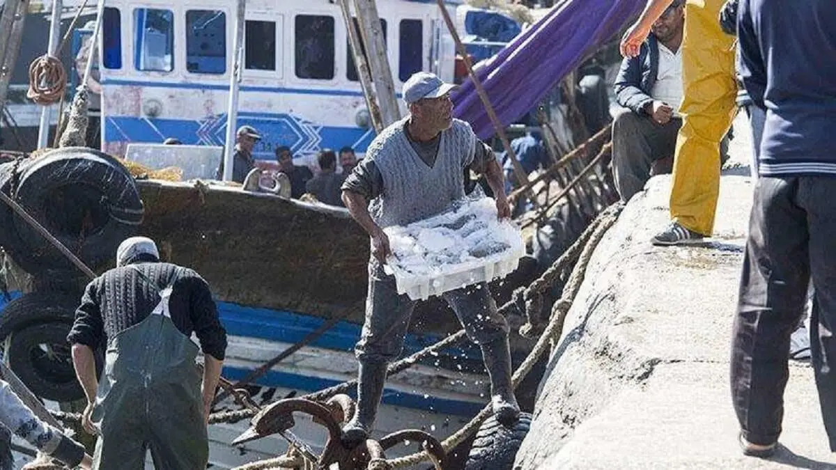 AFP/FADEL SENNA - Los pescadores descargan cajas de pescado en el puerto de la principal ciudad del Sáhara Occidental controlada por Marruecos, El Aaiún