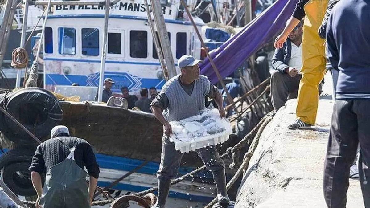 AFP/ FADEL SENNA - Los pescadores descargan cajas de pescado en el puerto de la principal ciudad del Sáhara Occidental controlada por Marruecos, El Aaiun