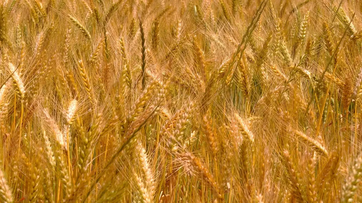 Campo de trigo en Marruecos - FOTO/PIXABAY