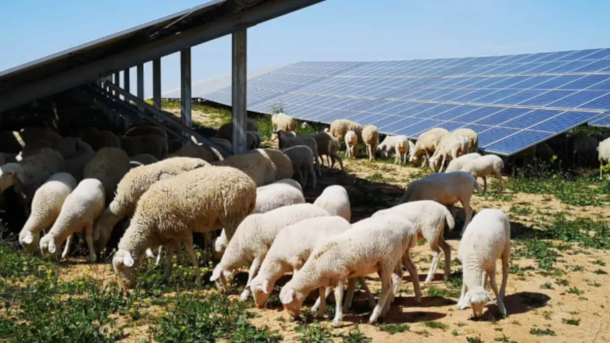Planta fotovoltaica de Iberdrola en España