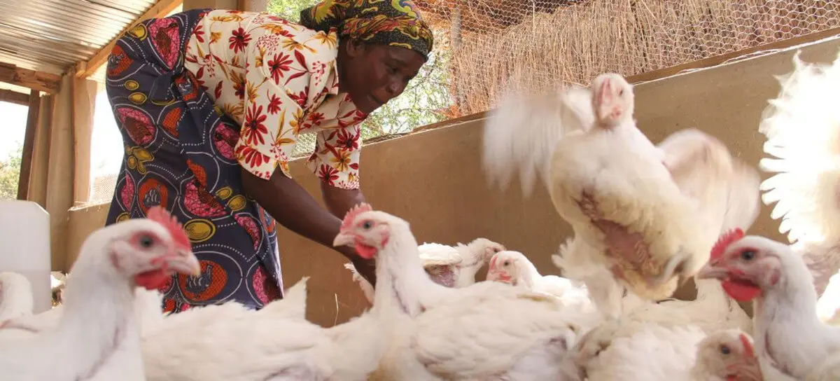 © FAO/Believe Nyakudjara Las gallinas son un activo económico y nutricional muy extendido en el África rural (foto de archivo).