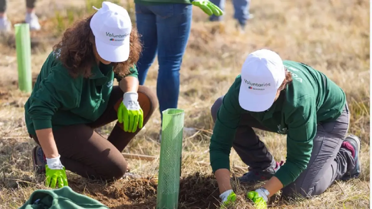Voluntarios de Iberdrola plantando un árbol