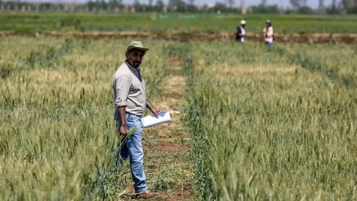Un investigador del Centro Internacional de Investigación Agrícola en Zonas Áridas (ICARDA) camina por un campo cultivado en la región de Marchouch, en el noroeste de Marruecos, el 18 de abril de 2024 – PHOTO/AFP