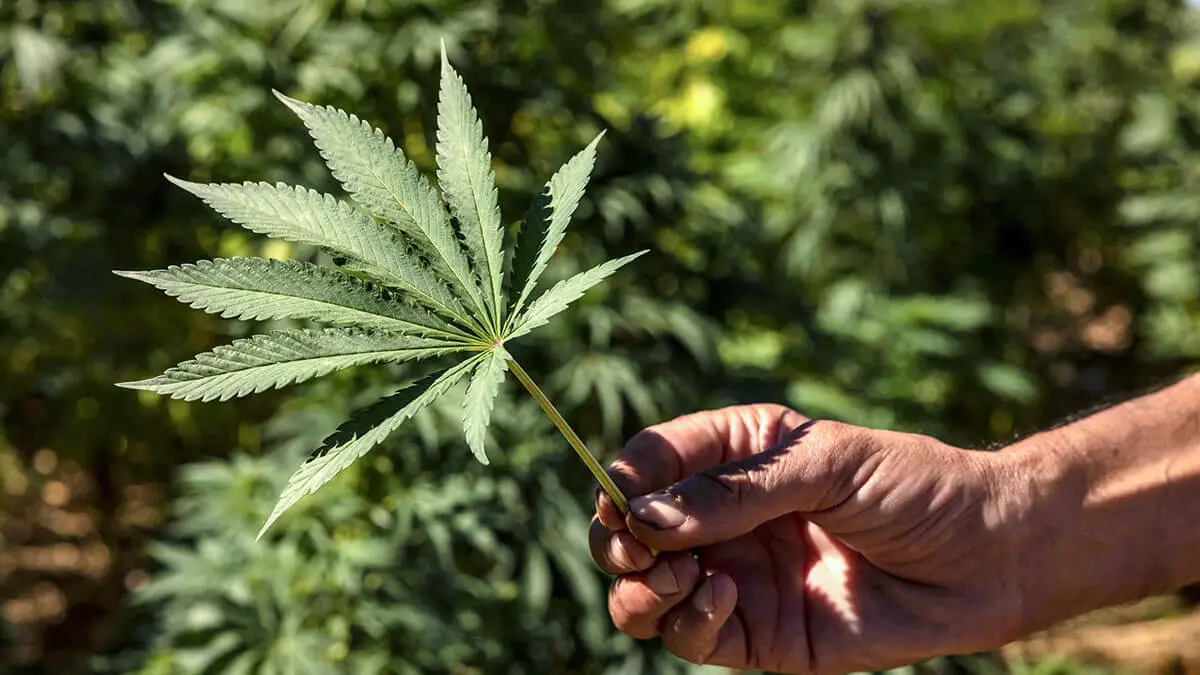 Un agricultor sostiene una hoja de cannabis en un campo en el pueblo de Azila, en la región marroquí de Ketama - AFP/FADEL SENNA
