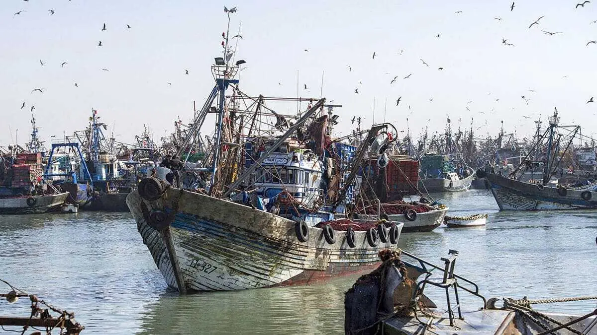 Un barco pesquero marroquí ingresa al puerto de la ciudad del Sáhara Occidental, El Aaiún - AFP/FADEL SENNA
