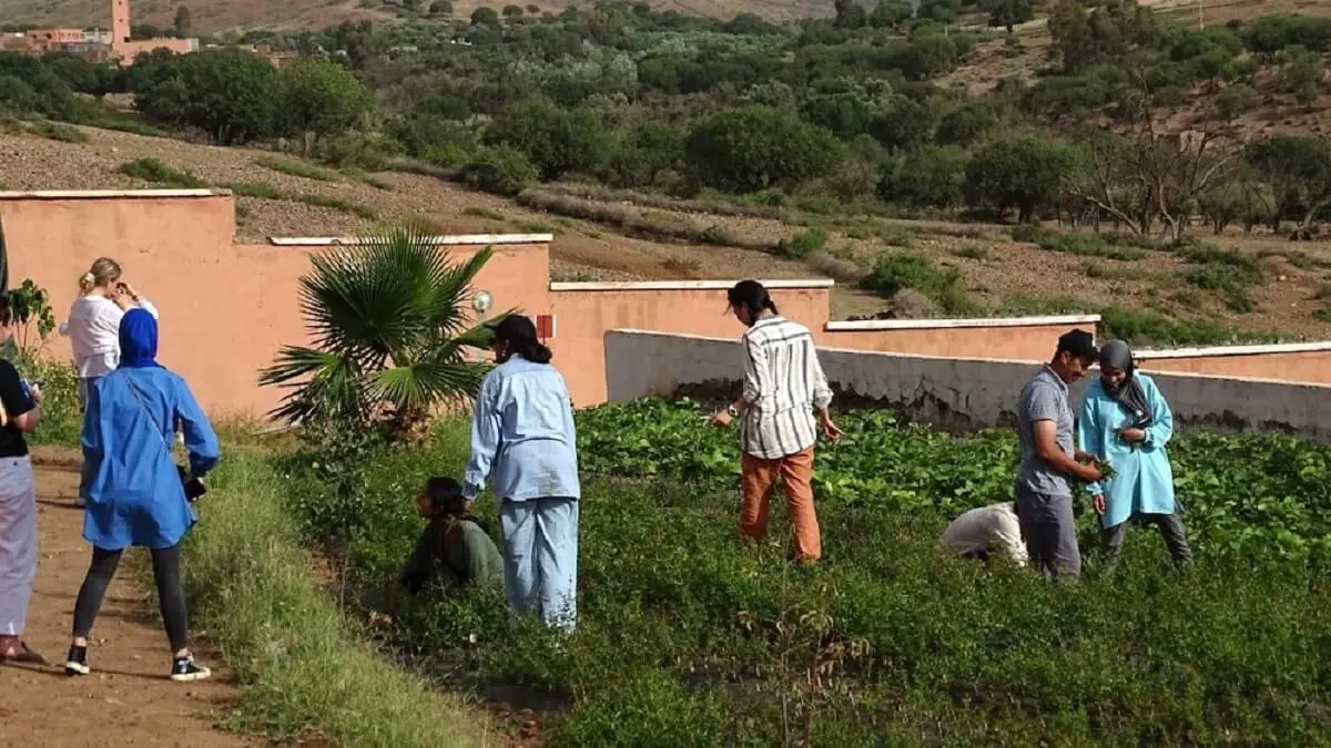 El vivero de árboles de Akrich (situado en la provincia marroquí de Al Haouz) que beneficia a las comunidades agrícolas de la región, construido en terrenos cedidos gratuitamente por la Comunidad Judía Marroquí (Foto de HAF, 2024).