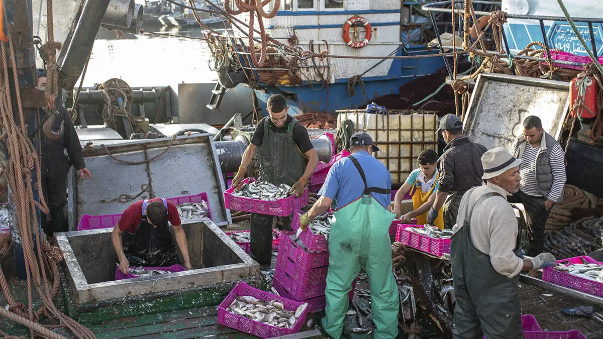 Pescadores transportan sus capturas tras atracar en el puerto principal de la ciudad de Dajla, Sahara Occidental - AP/ MOSAAB ELSHAMY