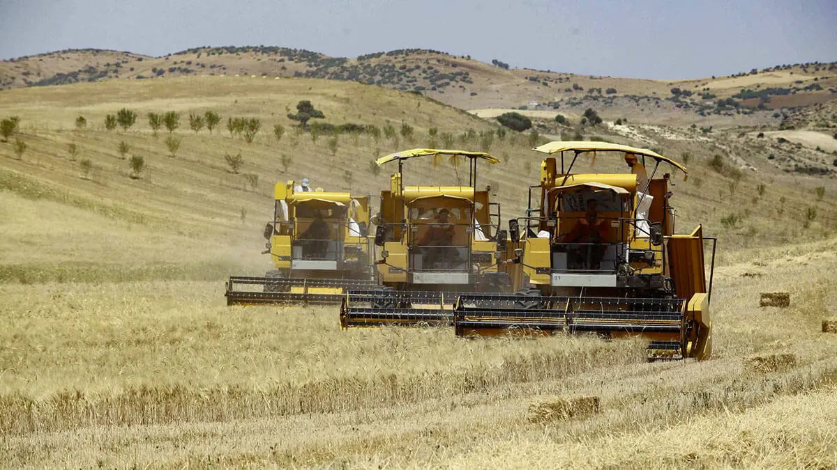 Cosecha de trigo en un campo en las afueras de Berouaguia, al suroeste de la capital Argel - REUTERS/ RAMZI BOUDINA