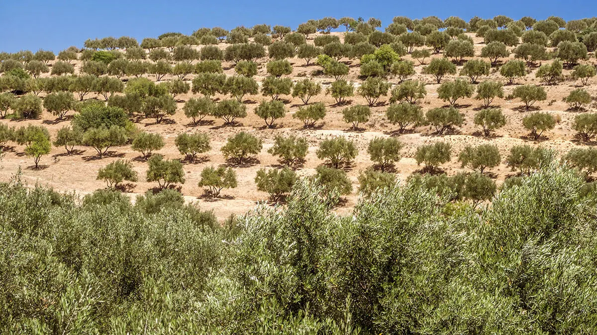 Campo de olivos en Marruecos - <a href="https://depositphotos.com/es/?/">Depositphotos</a>