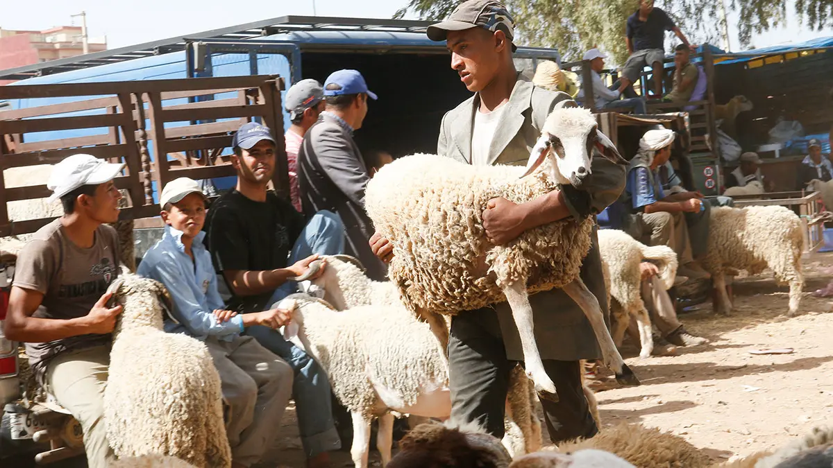 Un hombre carga una oveja antes de celebrar la festividad musulmana del Eid-al-Adha en el mercado de Khouribga, en Khouribga, Marruecos central - AP/ ABDEIJAIL BOUNHAR
