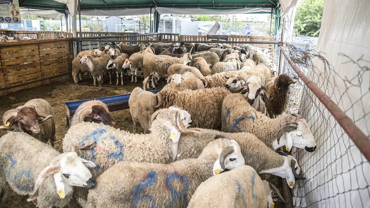 AP/MOSSAB ELSHAMY-Ovejas a la venta para la próxima festividad islámica de Eid al-Adha en un mercado en las afueras de Rabat, Marruecos
