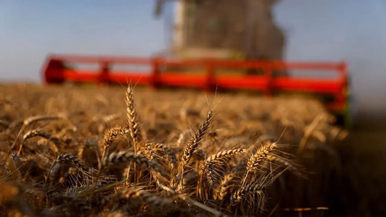 Campo de trigo - PHOTO/FILE