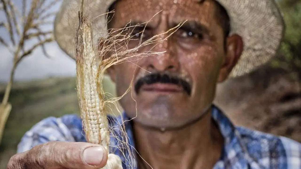 WFP/Francisco Fion Los agricultores del Corredor Seco de Centroamérica sufren los efectos devastadores de El Niño (Foto de archivo)