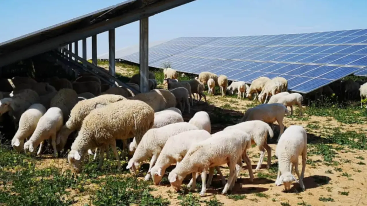 Planta fotovoltaica de Iberdrola en España