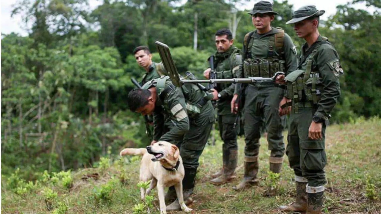 Fuerzas de Seguridad de Colombia rastreando en la región del Tapón del Darién - PHOTO/ARCHIVO