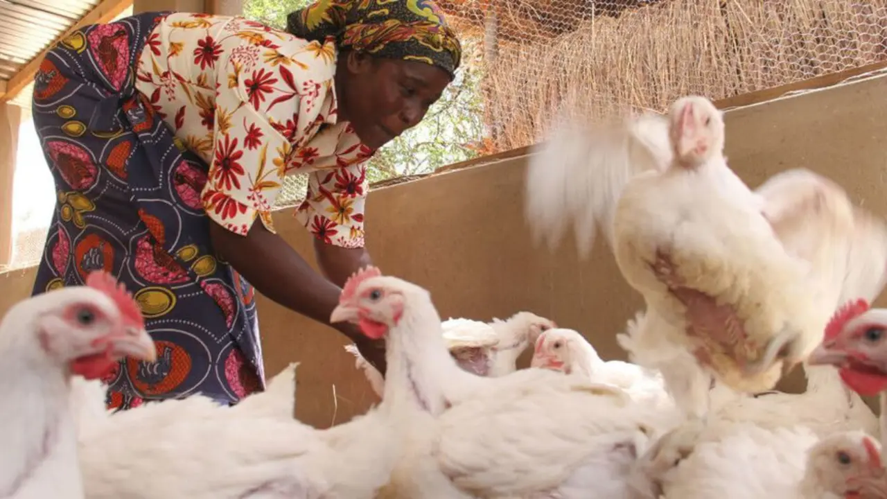 © FAO/Believe Nyakudjara Las gallinas son un activo económico y nutricional muy extendido en el África rural (foto de archivo).