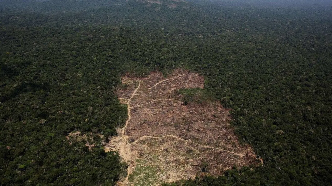 Selva del Amazonas en Brasil - PHOTO/REUTERS/NACHO DOCE