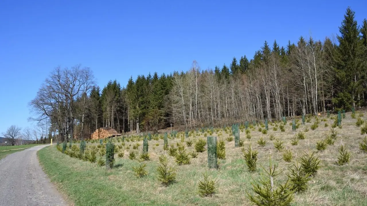 La deforestación se define como el proceso de despojar un terreno forestal de su vegetación - <a href="https://depositphotos.com/es/?/">Depositphotos</a>