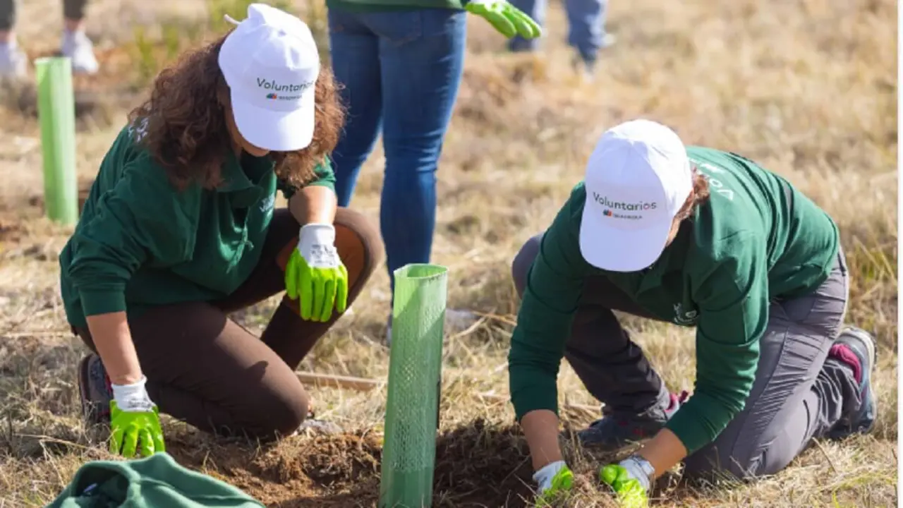 Voluntarios de Iberdrola plantando un árbol