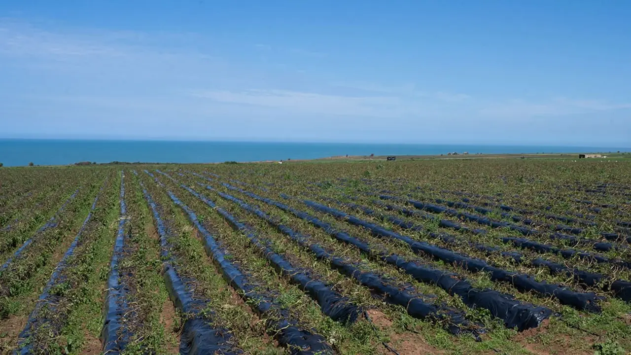 Campos de cultivo en la región costera de Larache, Marruecos - PHOTO/ATALAYAR