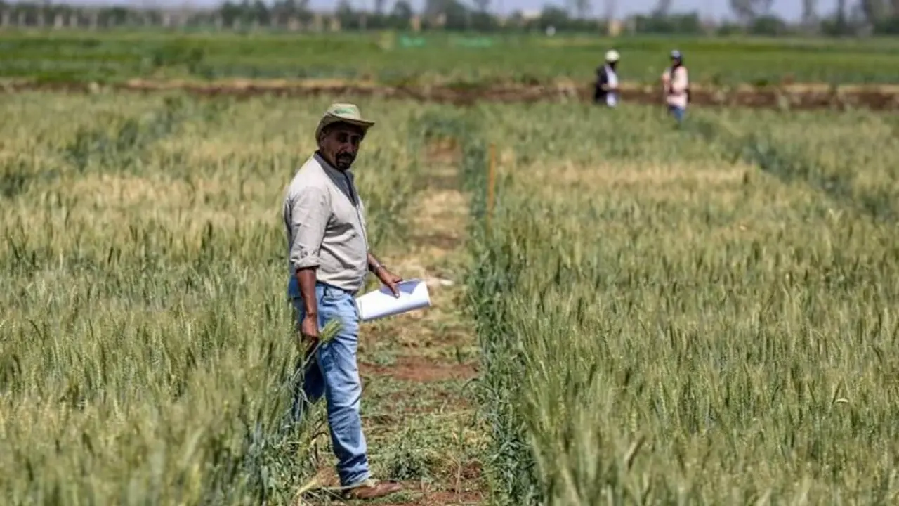 Un investigador del Centro Internacional de Investigación Agrícola en Zonas Áridas (ICARDA) camina por un campo cultivado en la región de Marchouch, en el noroeste de Marruecos, el 18 de abril de 2024 – PHOTO/AFP