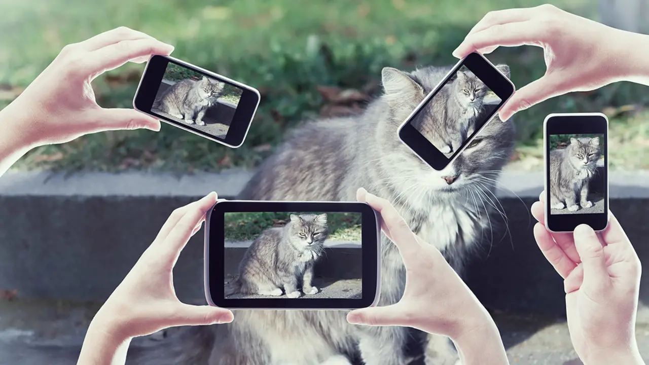 <p>Pero los gatos son otra historia. Prefieren las fotos fijas, preferiblemente en las redes sociales - <a target="_blank" href="https://depositphotos.com/es/?/">Depositphotos</a>&nbsp;</p>
