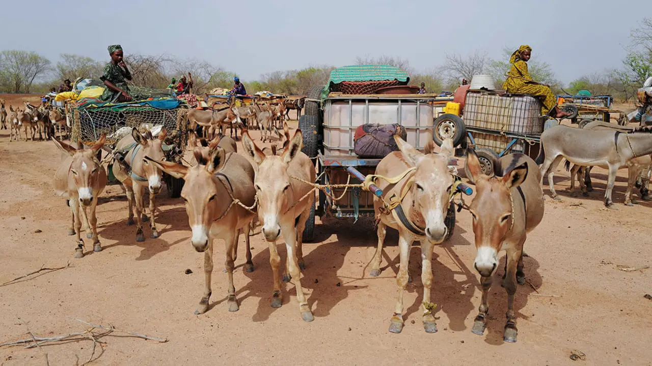 Miembros de la tribu nómada fulani se sientan en un carro mientras viajan por el bosque Barkedji-Dodji, que forma parte de la Gran Muralla Verde del Sahara y el Sahel en el departamento de Linguere, región de Louga, Senegal, el 14 de julio de 2021 - REUTERS/ZOHRA BENSEMARA