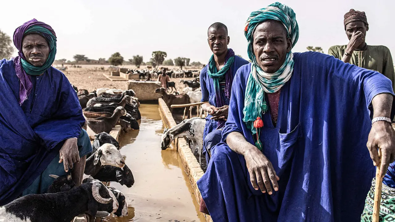 Pastores fulani esperan a que su ganado beba en un punto de agua en la aldea de Madina Torobe, región de Matam - AFP/ JOHN WESSELS