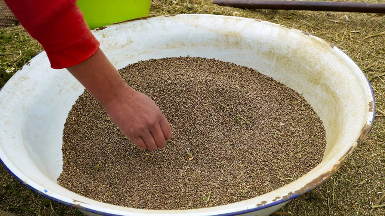 Semillas de cannabis en un pueblo cerca de Ketama, en las montañas del norte del Rif - REUTERS/ARCHIVO