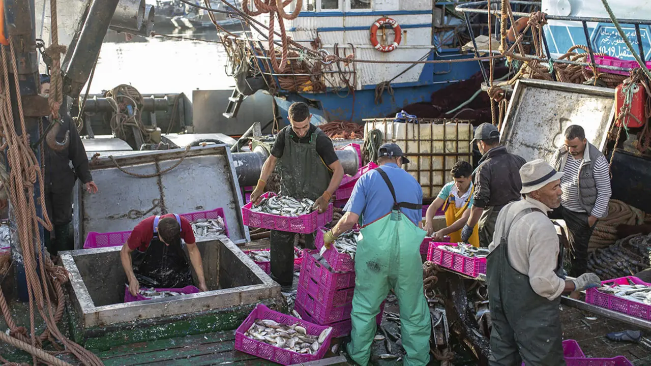 Pescadores transportan sus capturas tras atracar en el puerto principal de la ciudad de Dajla, Sahara Occidental - AP/ MOSAAB ELSHAMY