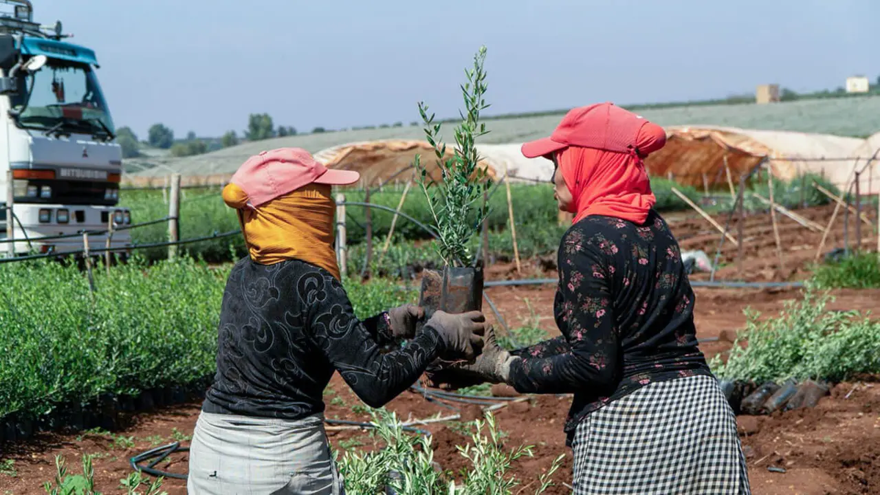 <p>Plantación de árboles dirigida por la comunidad en un vivero local marroquí en Meknes, septiembre de 2024 - PHOTO/FUNDACIÓN HAF/ELIA NEUSCHELLER&nbsp;</p>

