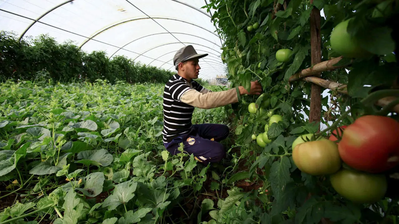 Un agricultor supervisa su cosecha de tomates en Tipaza, al oeste de Argel - REUTERS/ RAMZI BOUDINA