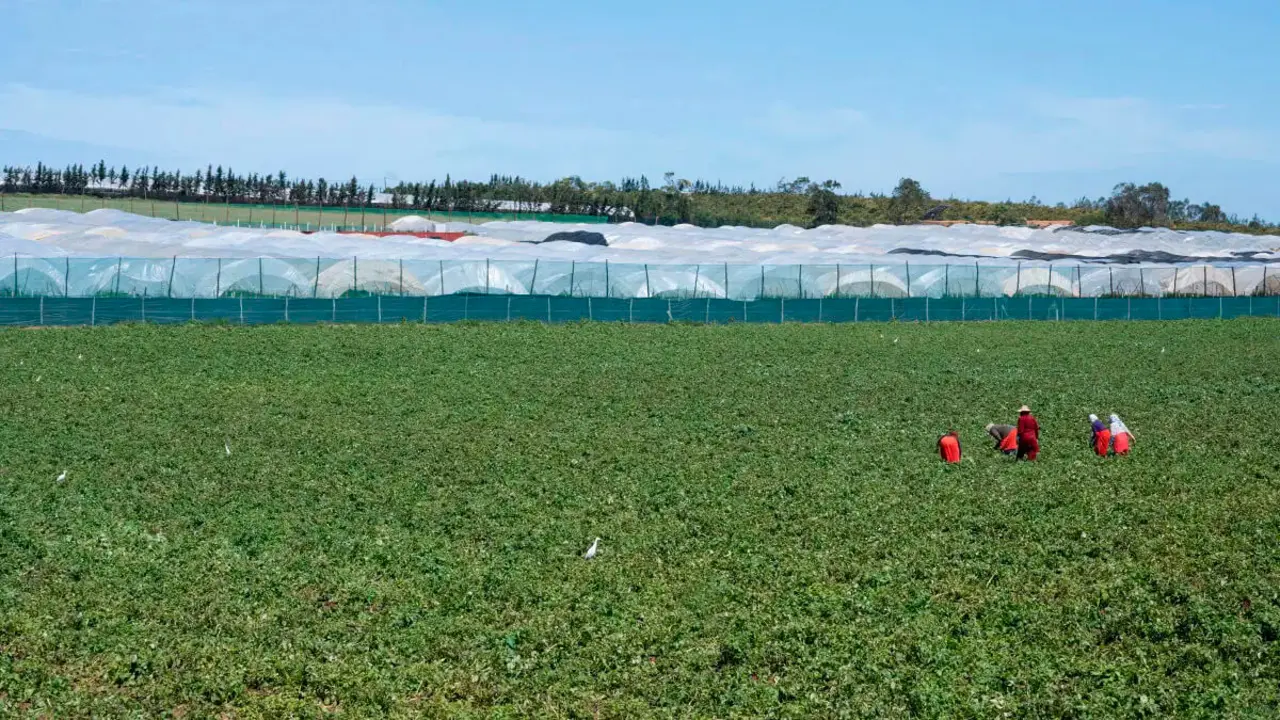 Campos de cultivos en Larache -&nbsp;PHOTO/ATALAYAR&nbsp;