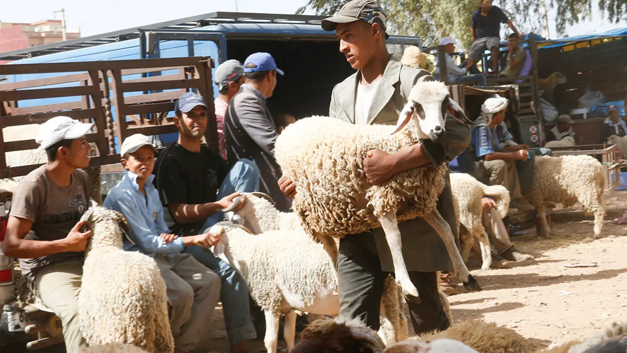 Un hombre carga una oveja antes de celebrar la festividad musulmana del Eid-al-Adha en el mercado de Khouribga, en Khouribga, Marruecos central - AP/ ABDEIJAIL BOUNHAR