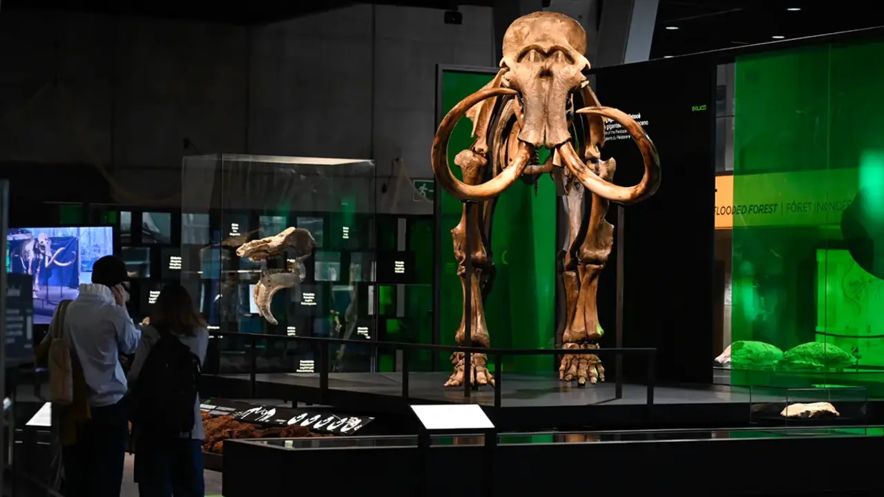 Dos visitantes admiran el esqueleto de mamut lanudo en el Museo de la Ciencia CosmoCaixa - &copy; Fundaci&oacute;n "la Caixa"&nbsp;
