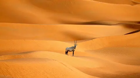 El sultanato del Golfo de Omán busca crearse un nuevo nicho en el ecoturismo abriendo un santuario para una de las criaturas más legendarias del desierto: el órix árabe - AFP/ KARIM SAHIB