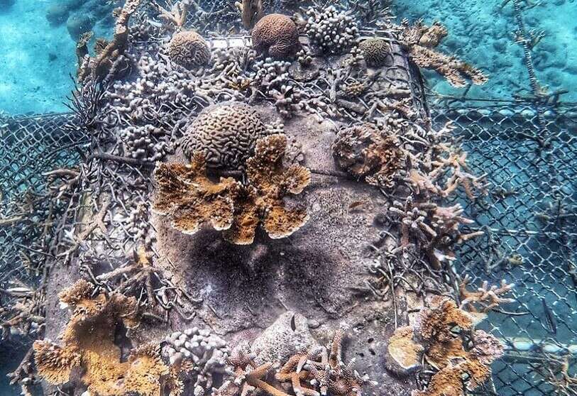 Critically endangered staghorn corals are benefiting from coral gardening  in the Caribbean