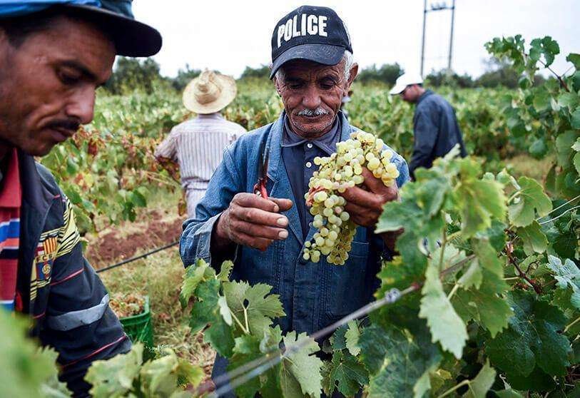 AFP/FADEL SENNA - Agricultores marroquíes cosechan uvas en el viñedo "Val d'Argan" en el pueblo de Ounara, en la región occidental de Essaouira