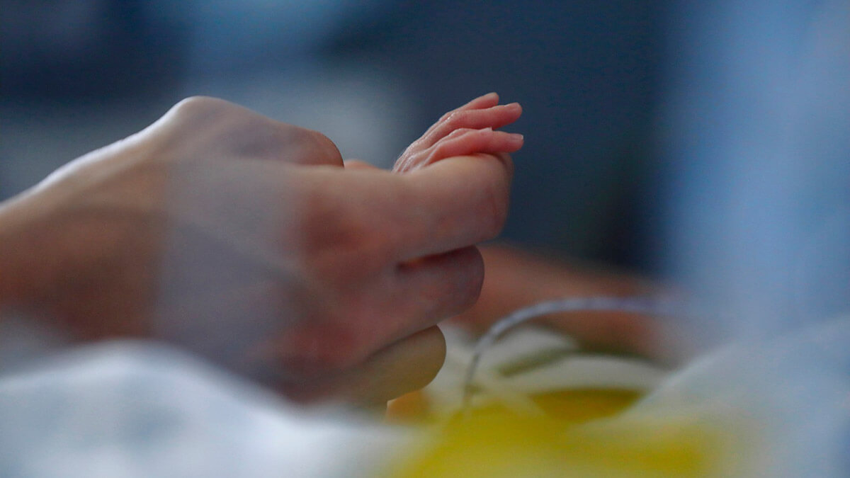 El proyecto CaixaResearch Placenta Artificial logra una supervivencia de 12 días con buen estado fetal. © Fundación ”la Caixa”