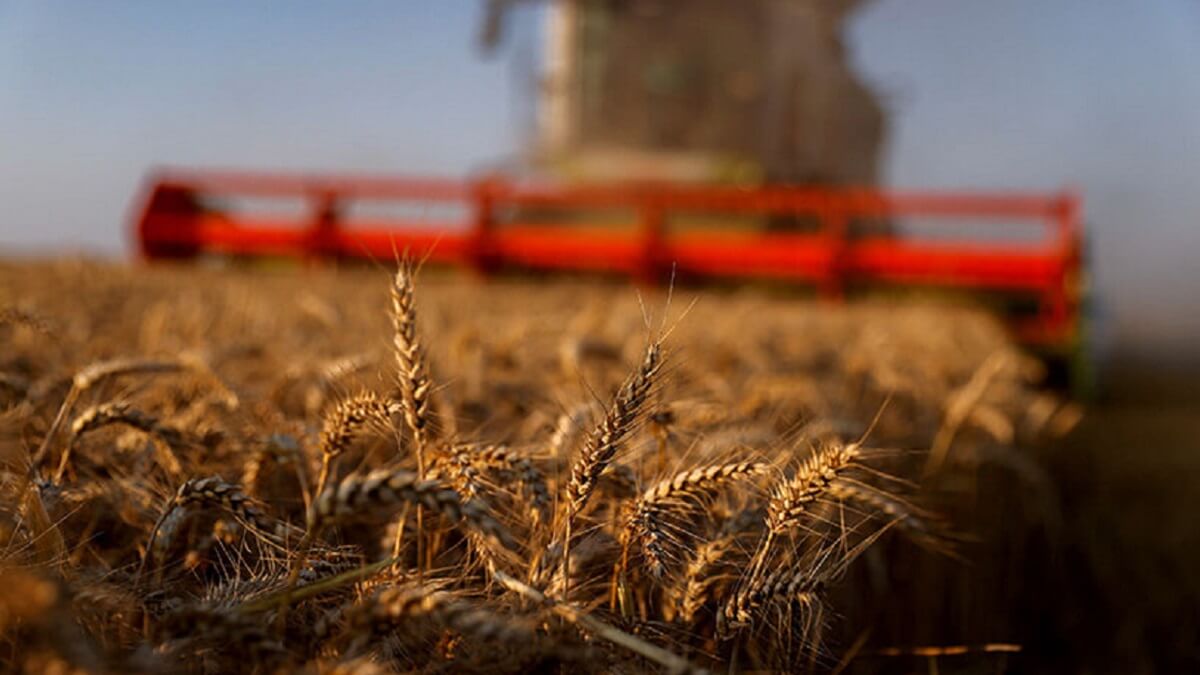 PHOTO/ARCHIVO - Campo de trigo