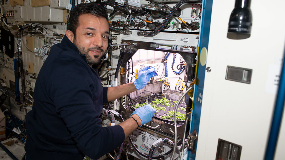PHOTO/NASA - En el experimento HRF Veg, AlNeyadi ha cultivado, regado y cosechado diminutos tomates para estudiar el impacto psicológico de la comida fresca en misiones prolongadas
