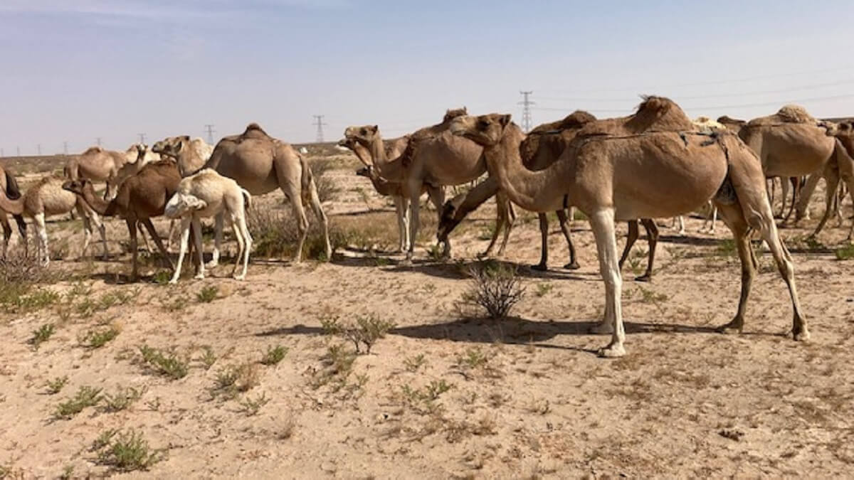 Foro de Negocios de Nuakchot en Mauritania