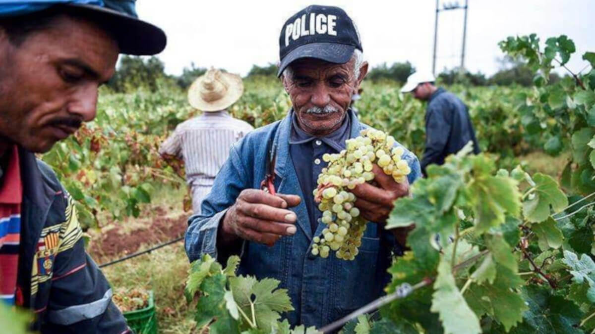 Agricultores marroquíes cosechan uvas en el viñedo "Val d'Argan" en el pueblo de Ounara, en la región occidental de Essaouira (AFP/FADEL SENNA)