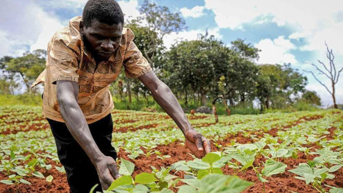 Agricultores nigerianos acuden al campo marroquí para trabajar - PHOTO/ARCHIVO