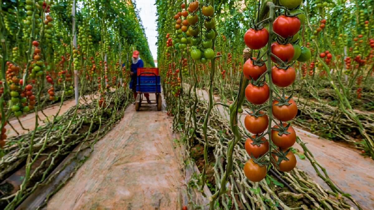 Imagen de plantación de tomates en Marruecos