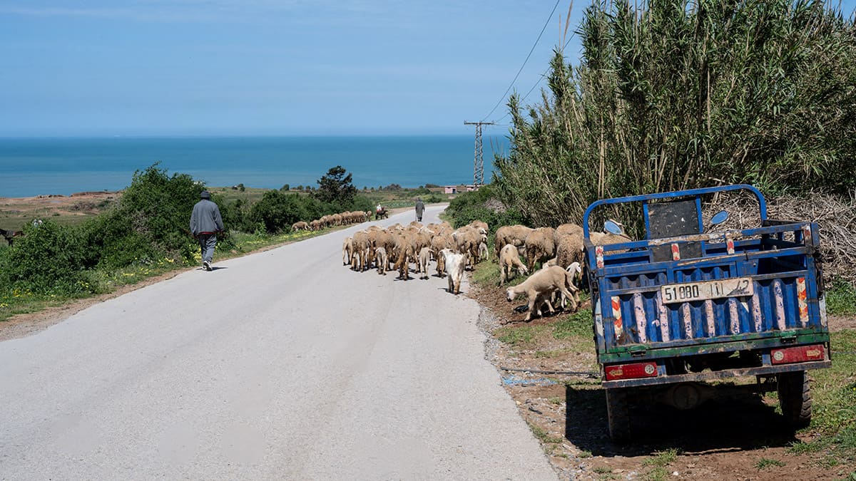 Ganaderos en la región costera de Larache, Marruecos - PHOTO/ATALAYAR