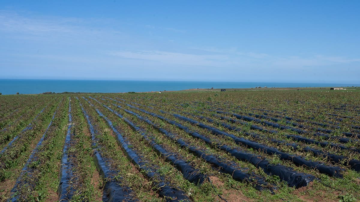 Campos de cultivo en la región costera de Larache, Marruecos - PHOTO/ATALAYAR